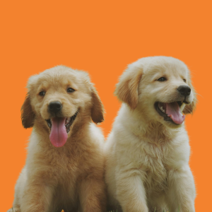 Cachorro