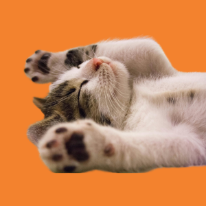 Gato
